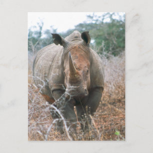 Carte Postale Chargement Rhino