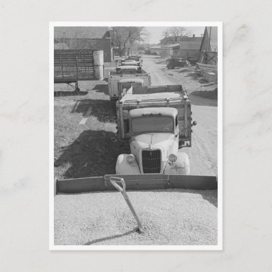 Carte Postale Charges de maïs décortiqué (Devant)