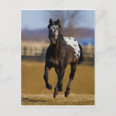 Carte Postale Chargeur (Devant)