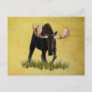 Carte Postale Charging Bull Moose