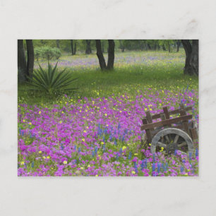 Carte Postale Chariot en bois dans un champ de Phlox, Blue Bonne