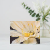 Carte Postale Charlemagne Echinopsis en fleurs (Debout devant)