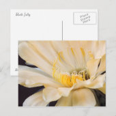 Carte Postale Charlemagne Echinopsis en fleurs (Devant / Derrière)