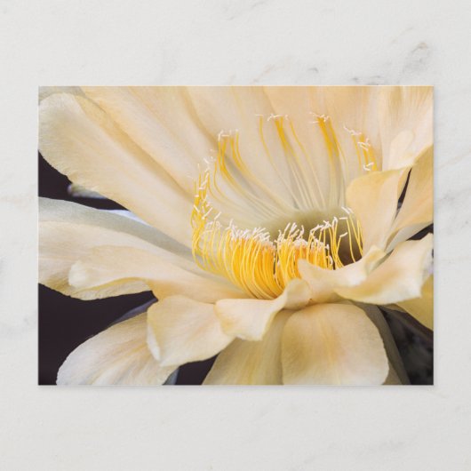 Carte Postale Charlemagne Echinopsis en fleurs (Devant)