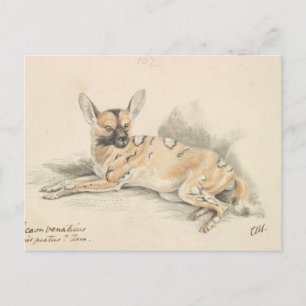 Carte Postale Charles Hamilton Smith - Lycaon d'Afrique