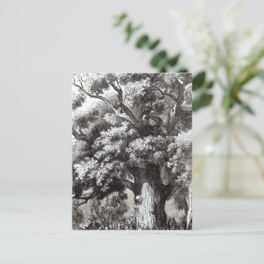 Carte Postale Charles II caché dans le chêne (Debout devant)