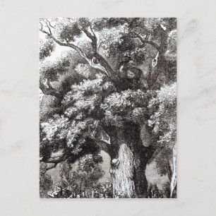 Carte Postale Charles II caché dans le chêne