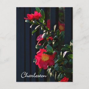 Carte postale Charleston Camelia