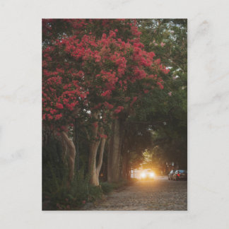 Carte Postale Charleston Crape Myrtle
