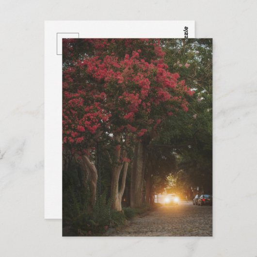 Carte Postale Charleston Crape Myrtle (Devant / Derrière)