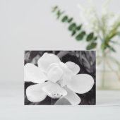 Carte Postale Charleston Magnolia (Debout devant)