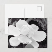 Carte Postale Charleston Magnolia (Devant / Derrière)
