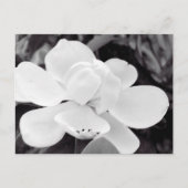 Carte Postale Charleston Magnolia (Devant)