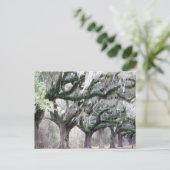 Carte Postale Charleston Oaks (Debout devant)