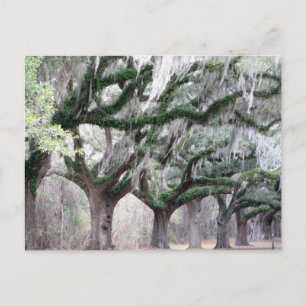 Carte Postale Charleston Oaks