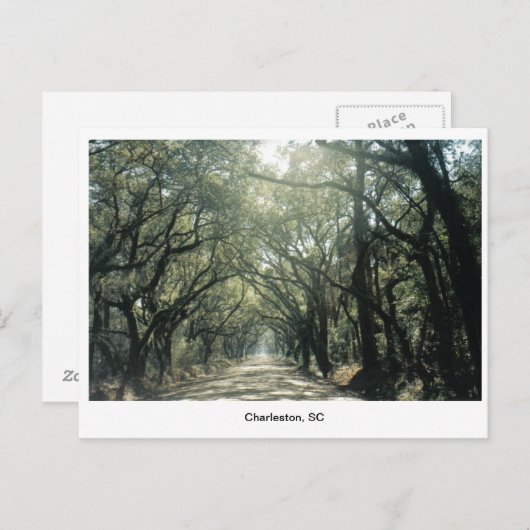Carte Postale Charleston, SC Oak Trees (Devant / Derrière)