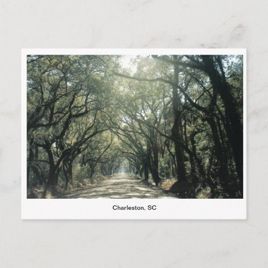 Carte Postale Charleston, SC Oak Trees (Devant)
