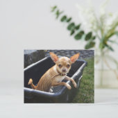 Carte Postale Charlie Chihuahua (Debout devant)