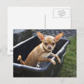 Carte Postale Charlie Chihuahua (Devant / Derrière)