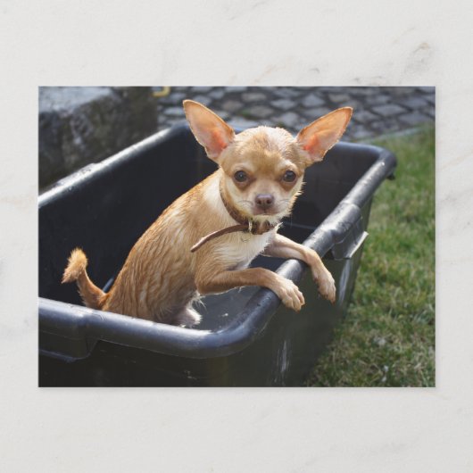 Carte Postale Charlie Chihuahua (Devant)