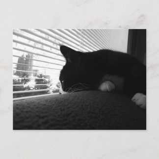 Carte Postale Charlie Regarde Par La Fenêtre