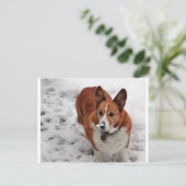 Carte Postale Charlie Snow Snout (Debout devant)