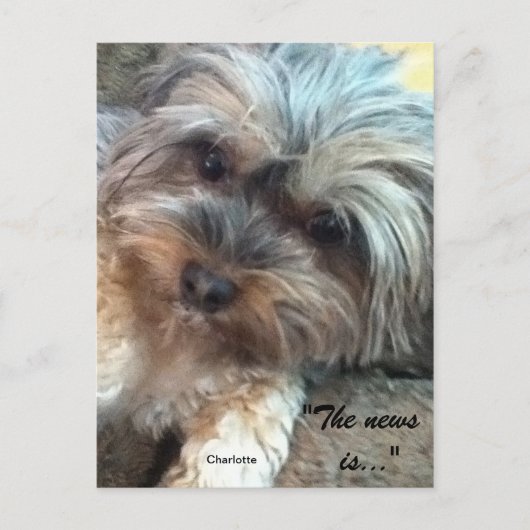 Carte postale Charlotte & Shadow Friends (Devant)