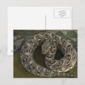 Carte Postale Charmeur de serpents Puff-adder africain Bitis (Devant / Derrière)