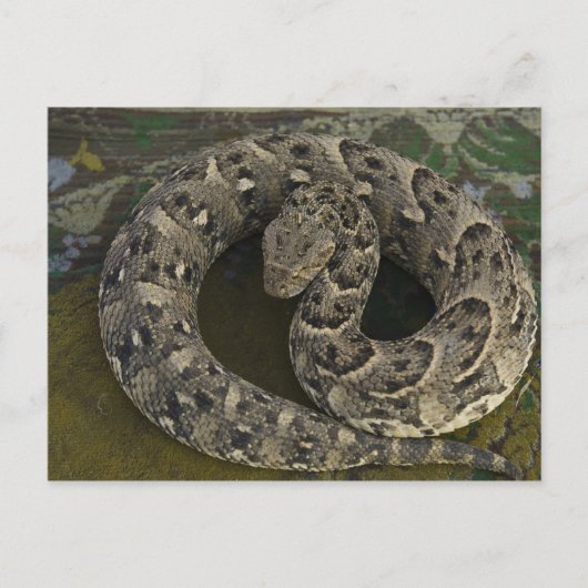 Carte Postale Charmeur de serpents Puff-adder africain Bitis (Devant)
