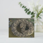 Carte Postale Charmeur de serpents Puff-adder africain Bitis (Debout devant)