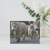 Carte Postale Charolais sur la route (Debout devant)