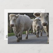 Carte Postale Charolais sur la route (Devant / Derrière)