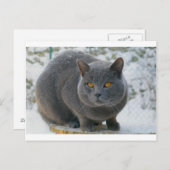 Carte Postale Chartreu dans la neige (Devant / Derrière)