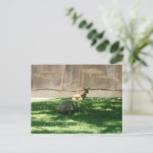 Carte postale Chaser Turtle (Debout devant)