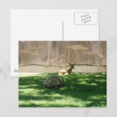Carte postale Chaser Turtle (Devant / Derrière)