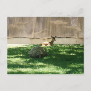 Carte postale Chaser Turtle
