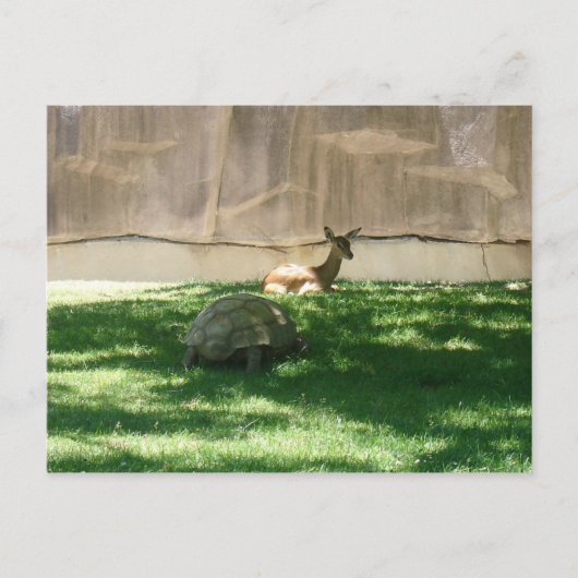 Carte postale Chaser Turtle (Devant)