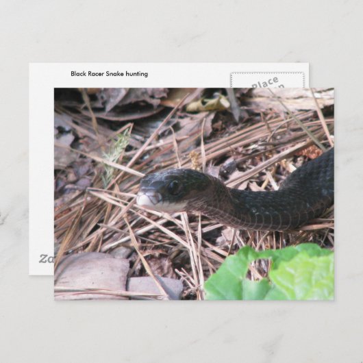 Carte Postale Chasse à Black Racer (Devant / Derrière)