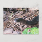 Carte Postale Chasse à Black Racer (Devant)