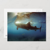 Carte Postale Chasse à la baleine (Devant / Derrière)