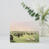 Carte Postale Chasse au buffle Camouflé (Debout devant)