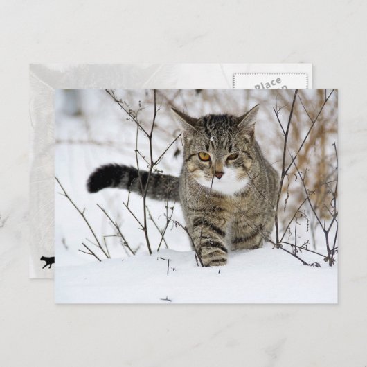 Carte Postale Chasse au chat Tabby dans la neige (Devant / Derrière)