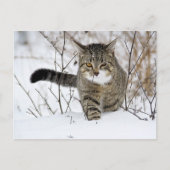 Carte Postale Chasse au chat Tabby dans la neige (Devant)