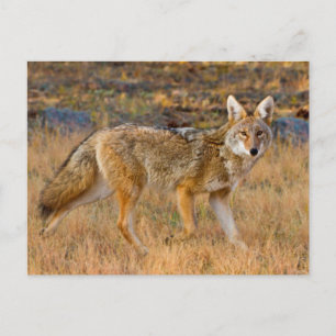 Carte Postale Chasse au coyote (Canis Latrans)