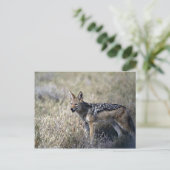 Carte Postale Chasse au Jackal (Debout devant)