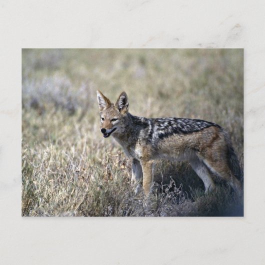 Carte Postale Chasse au Jackal (Devant)