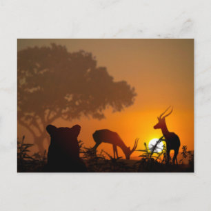 Carte Postale Chasse au lion