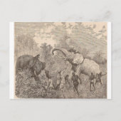 Carte Postale Chasse aux éléphants (Devant)