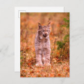 Carte Postale Chasse Bobcat | Forêt d'automne (Devant / Derrière)