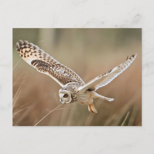 Carte Postale Chasse Chouette (Devant)